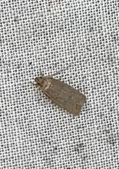 Autosticha kyotensis