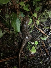 Dicamptodon tenebrosus