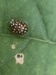 Charidotis auroguttata