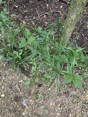 Carex muskingumensis