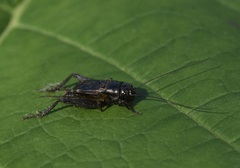 Gryllus pennsylvanicus