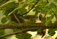 Cardellina canadensis