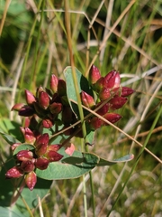 Hypericum fraseri