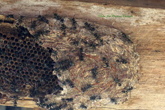 Metapolybia