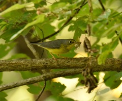 Cardellina canadensis