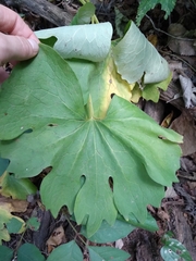 Sanguinaria canadensis