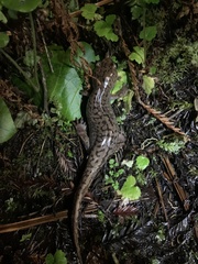 Dicamptodon tenebrosus