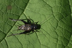 Gryllus pennsylvanicus