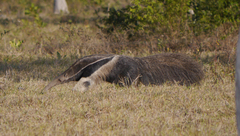 Myrmecophaga tridactyla