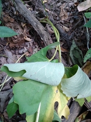 Sanguinaria canadensis