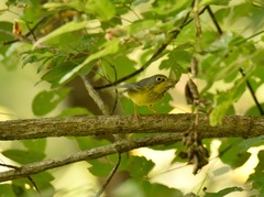 Cardellina canadensis