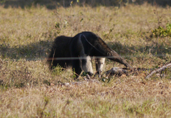 Myrmecophaga tridactyla