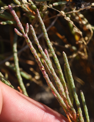 Salicornia rubra