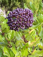 Viburnum treleasei
