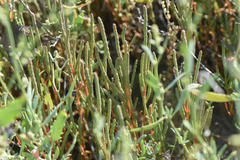Salicornia rubra