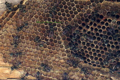 Metapolybia