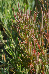 Salicornia rubra
