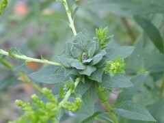 Asphondylia solidaginis