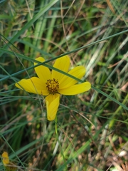 Bidens trichosperma