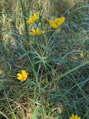 Bidens trichosperma