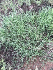 Chloris verticillata