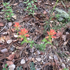 Castilleja nelsonii