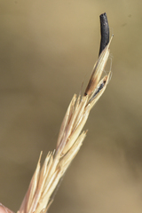 Claviceps purpurea