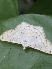 Idaea tacturata