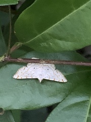 Idaea tacturata