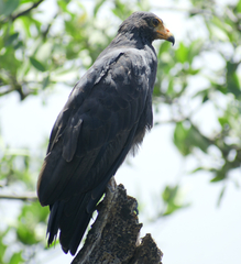Buteogallus anthracinus