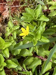 Lysimachia azorica