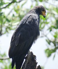 Buteogallus anthracinus