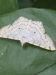 Idaea tacturata