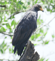 Buteogallus anthracinus