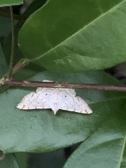 Idaea tacturata