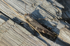 Arphia pseudonietana