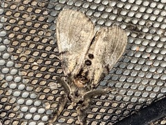 Dasychira obliquata