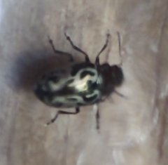 Zygogramma piceicollis