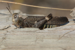 Arphia pseudonietana