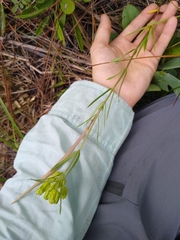 Asclepias pedicellata