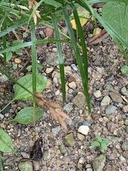 Carex muskingumensis