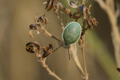 Chlorochroa