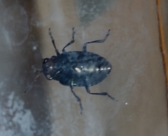Zygogramma piceicollis