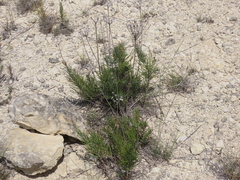 Vernonia lindheimeri