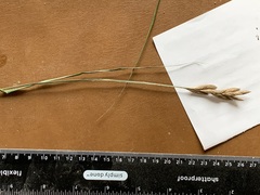 Carex muskingumensis