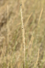 Claviceps purpurea