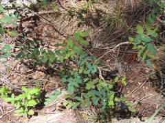 Berberis swaseyi