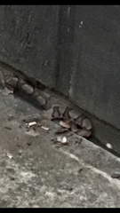 Agkistrodon contortrix