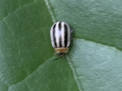Oedionychina