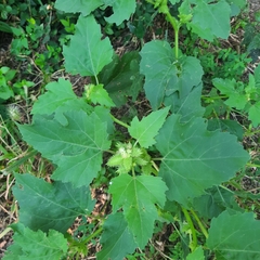 Cyclachaena xanthiifolia